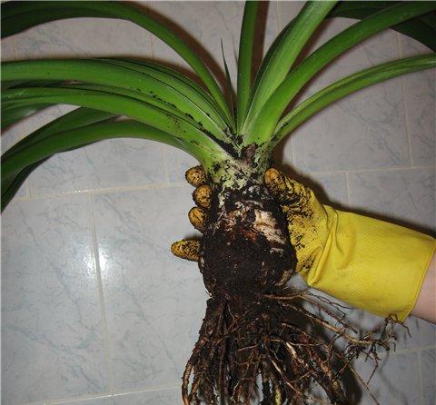 Yuca en casa: cuidado y reproducción