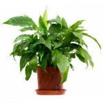 Enfermedades de las plantas causadas por bacterias