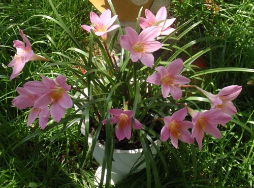 Lo que necesita un advenedizo para la floración
