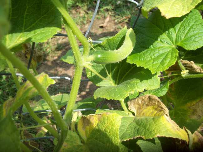Las hojas se vuelven amarillas con pepino