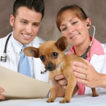 Profesión Veterinaria
