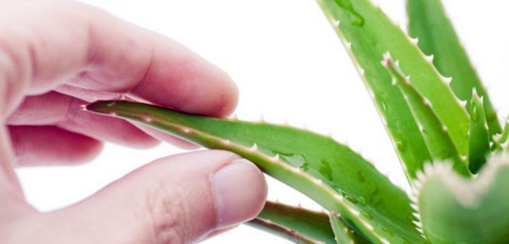 Varias mascarillas caseras y cabello de aloe
