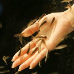 Ictiomasaje: pedicura con peces Ictiomasaje: pedicura con peces