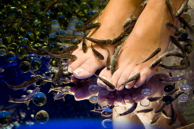 Ictiomasaje: pedicura con peces