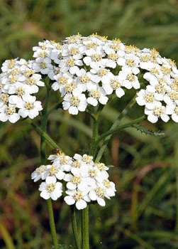 Decocción de la Colección Yarrow