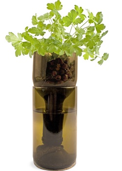 Perejil en vino