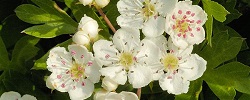 Caldo de flores de espino