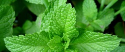 Infusión de menta