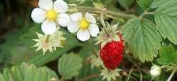Té de fresa