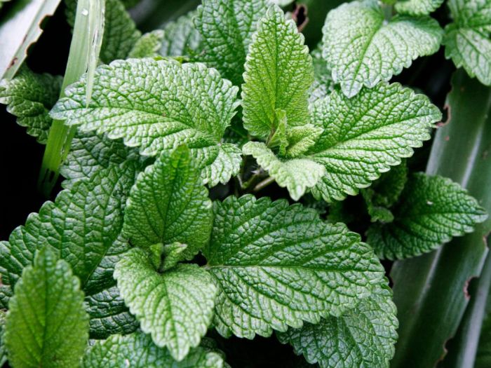 Tratamiento de enfermedades de los remedios caseros de la articulación de la cadera