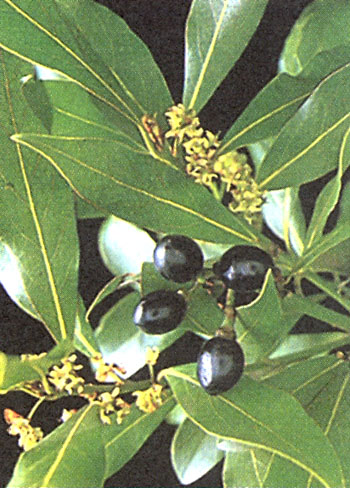 Tratamiento de enfermedades de los remedios caseros de la articulación de la cadera