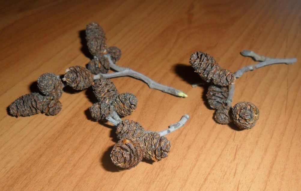 Tratamiento de enfermedades de los remedios caseros de la articulación de la cadera