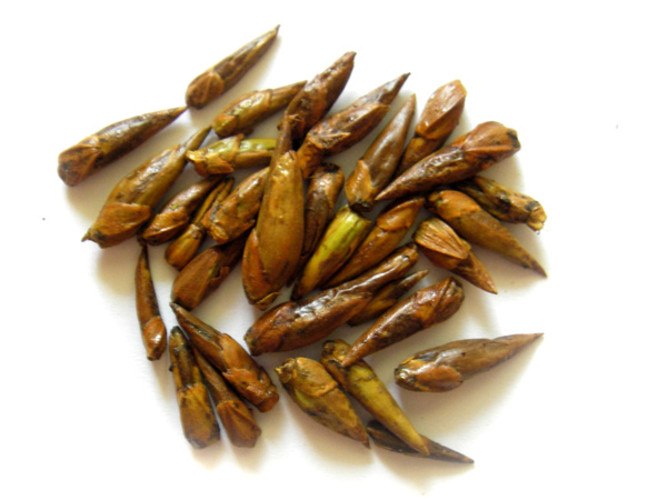 Tratamiento de enfermedades de los remedios caseros de la articulación de la cadera