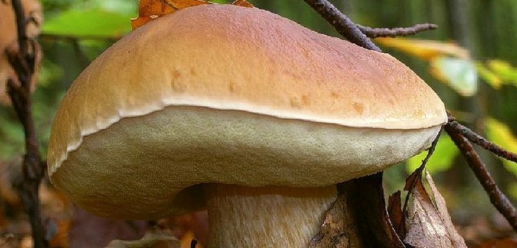 Hongo blanco: descripción, características de los lugares de crecimiento