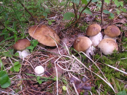Hongo blanco: descripción, características de los lugares de crecimiento