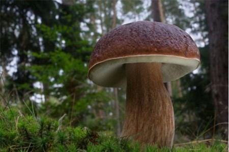 Borovik: foto y descripción