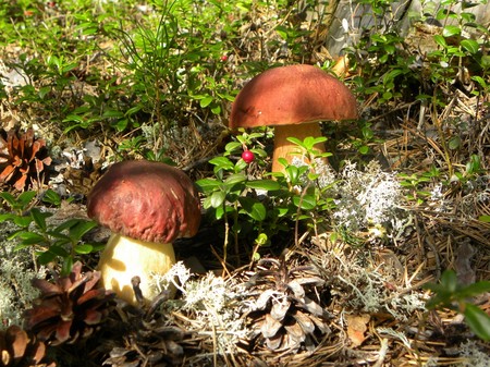 Borovik: foto y descripción del hongo. Seta blanca (boletus), variedades, imágenes, formas de usar