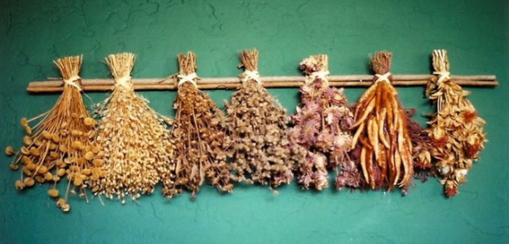 Estas plantas te protegerán a ti y a tu casa del mal de ojo: amuletos vegetales de deterioro