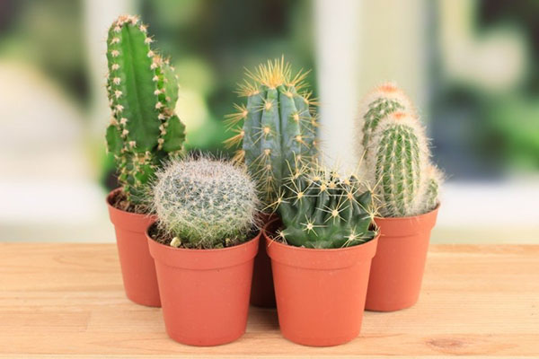 Estas plantas te protegerán a ti y a tu casa del mal de ojo: amuletos vegetales de deterioro