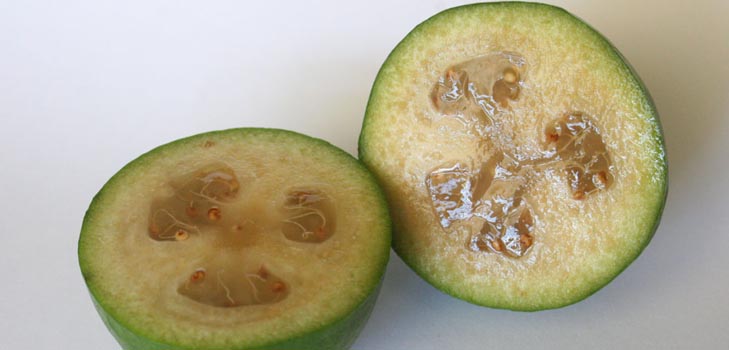 Feijoa - propiedades útiles, beneficios y daños de feijoa