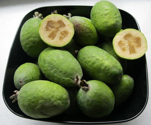 Feijoa - propiedades útiles, beneficios y daños de feijoa