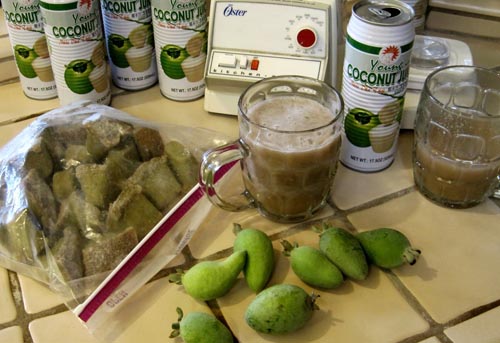 Feijoa - propiedades útiles, beneficios y daños de feijoa