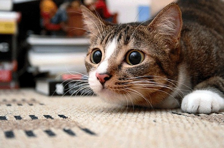 Adivinando con un gato por un deseo. Adivinación con un gato para Navidad y Navidad