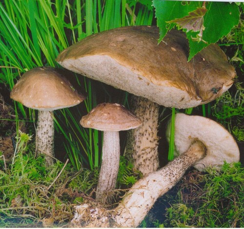 Mushroom podberezovik: foto, descripción, especie. Donde y cuando crezca el ébano comestible