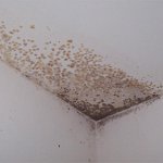 Hongo en el baño