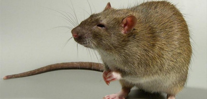 rata astuta