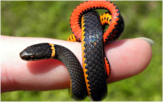 pequeña serpiente