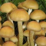 Cómo distinguir los agáricos de miel falsos de los comestibles