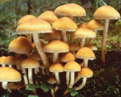 Cómo distinguir los agáricos de miel falsos de los comestibles