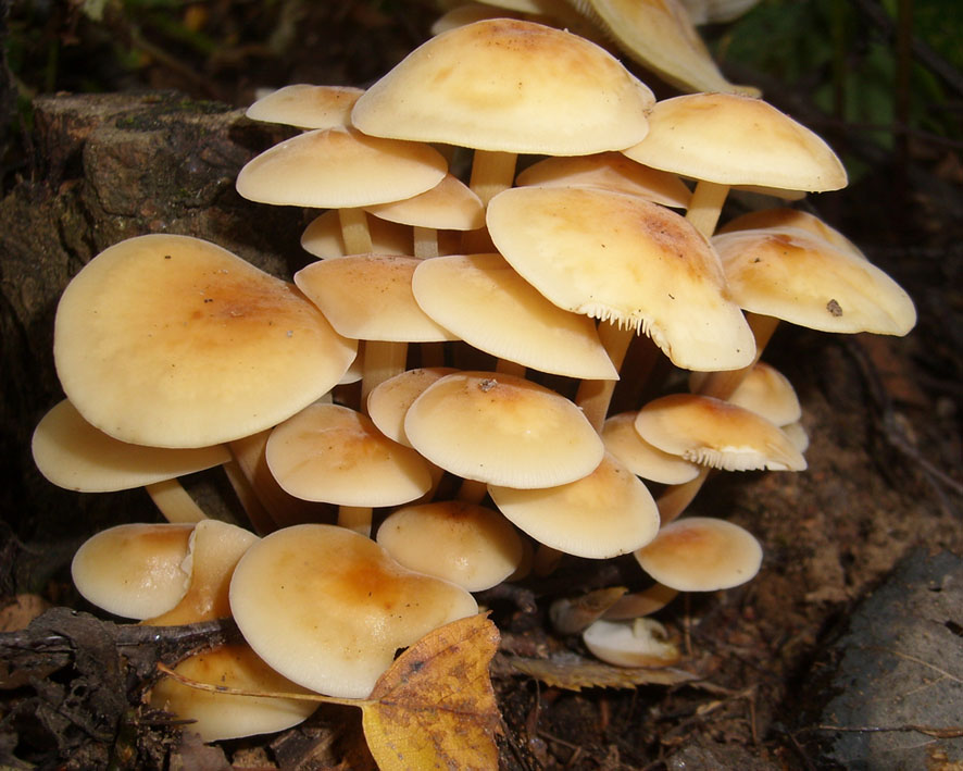 Cómo distinguir los agáricos de miel falsos de los comestibles