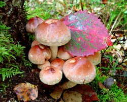 Cómo distinguir los agáricos de miel falsos de los comestibles