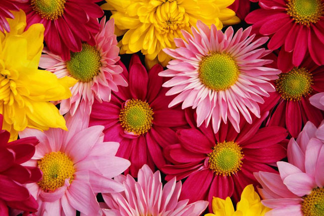 ¿Cómo mantener frescas las flores cortadas?