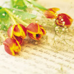 ¿Cómo mantener frescas las flores cortadas?