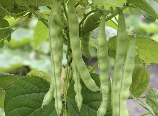 Cómo cocinar frijoles