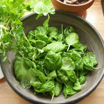 ¿Cómo conseguir sorrel para el invierno? ¿Cómo conseguir sorrel para el invierno?