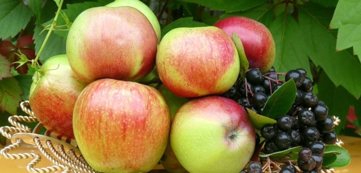 No sacuda el manzano, siempre que sea verde: cuando celebrar al Salvador de Apple