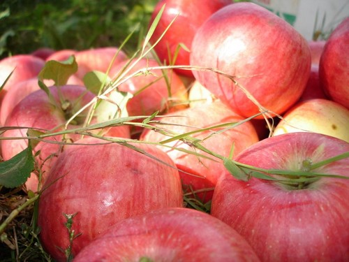 No sacuda el manzano, siempre que sea verde: cuando celebrar al Salvador de Apple