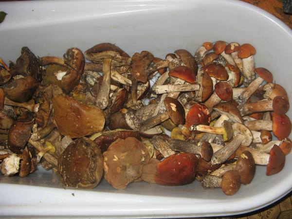 Champiñones enlatados para el invierno