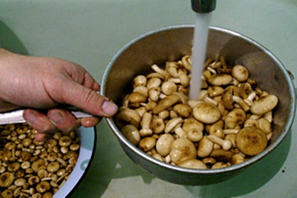 Champiñones enlatados para el invierno