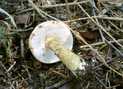 False birchbark: cuidado con un doble peligroso