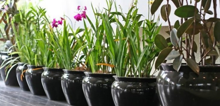 plantas de interior