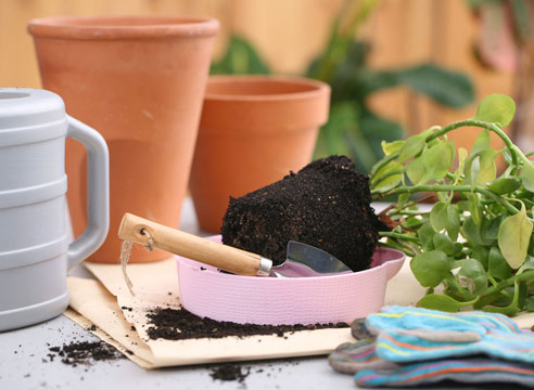 trasplante de plantas
