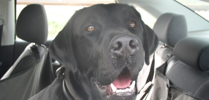 Vamos a Crimea en coche con un perro