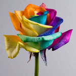 Flores inusuales - rosas iridiscentes Flores inusuales - rosas iridiscentes