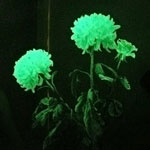 Flores inusuales - flores brillantes