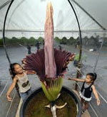 Flores inusuales - amorphofallus